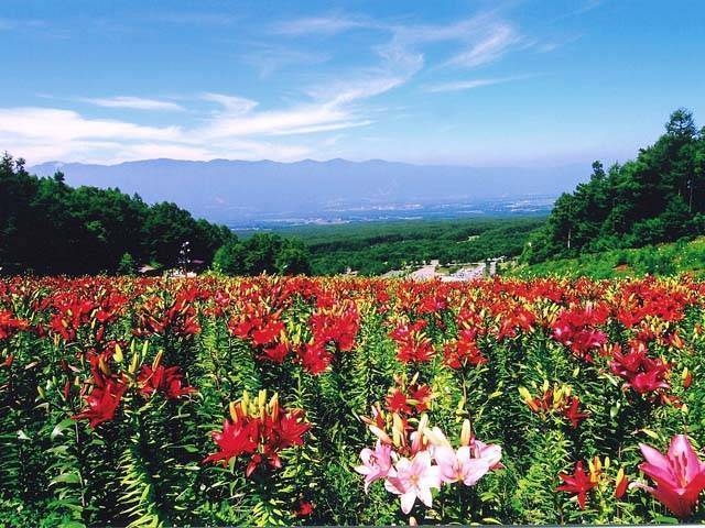 富士見高原花の里の画像 4枚目