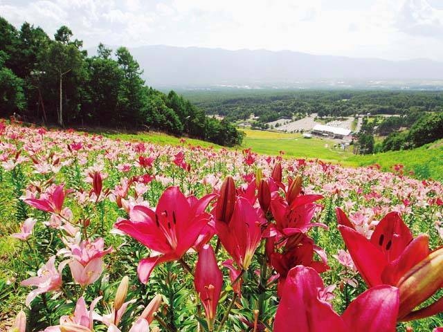 富士見高原花の里の画像 2枚目