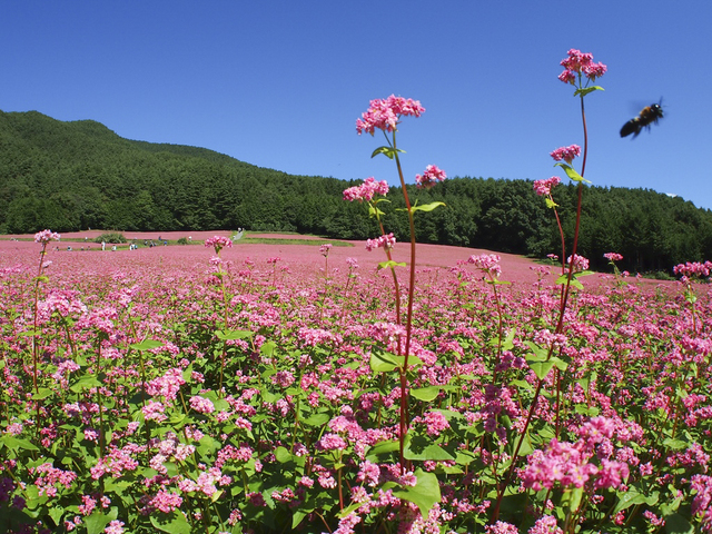 信州伊那高原 赤そばの里の画像 1枚目