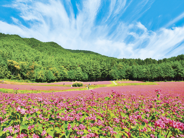 信州伊那高原 赤そばの里の画像 4枚目