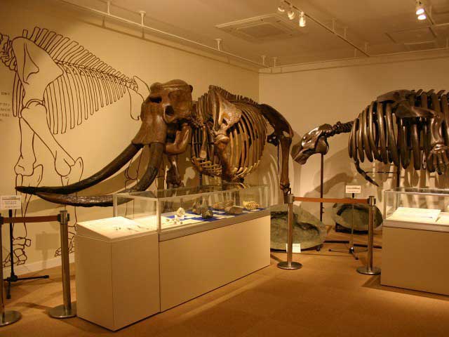 戸隠地質化石博物館
