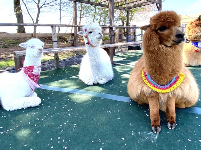 八ヶ岳アルパカ牧場の画像 2枚目