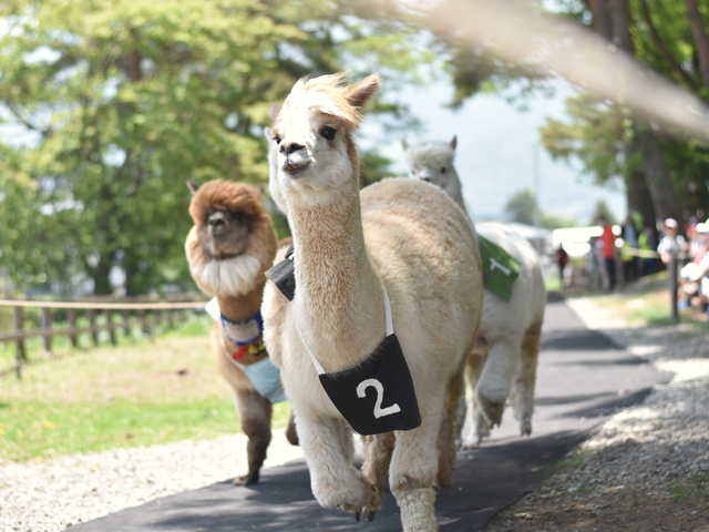 八ヶ岳アルパカ牧場の画像 1枚目