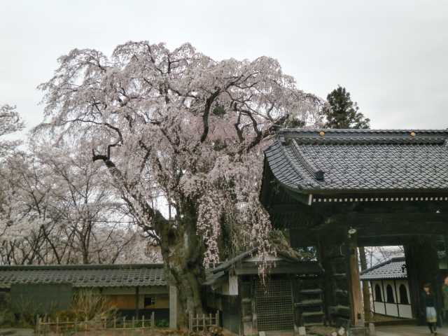 谷厳寺の桜