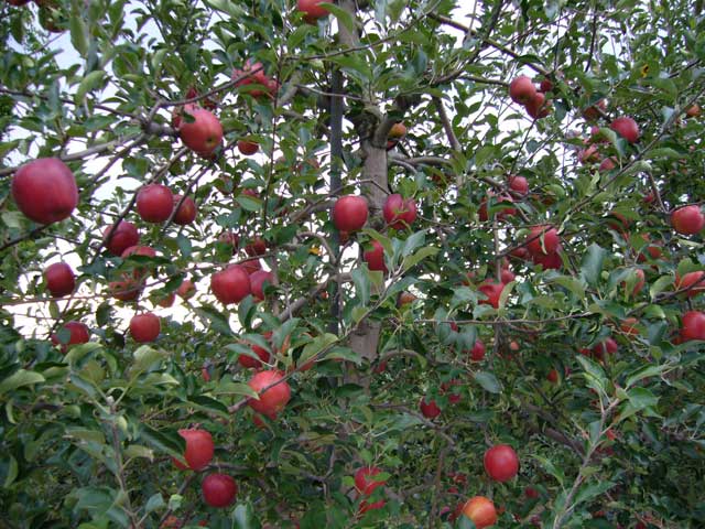 達者村農業観光振興会果樹部会「りんご狩り」の画像 1枚目