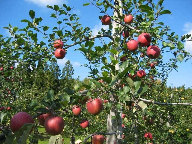 りんご観光農園