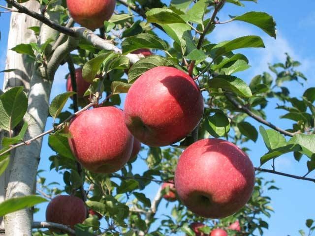 りんご観光農園の画像 3枚目