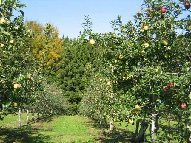 りんご観光農園の画像 1枚目