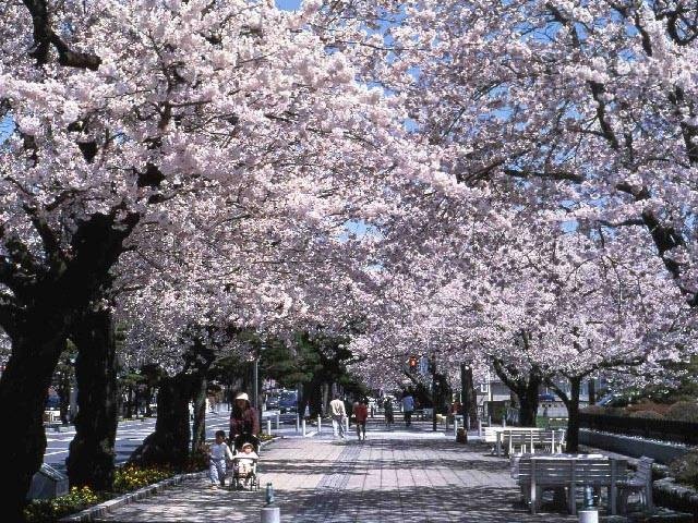十和田市官庁街通(駒街道)の桜の画像 1枚目