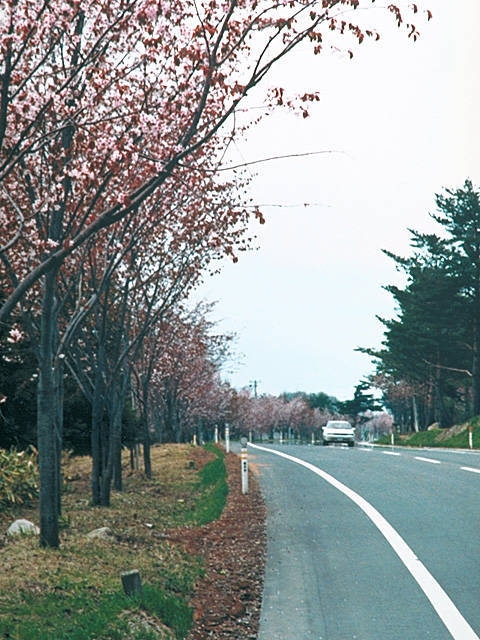 世界一長い桜並木の画像 1枚目
