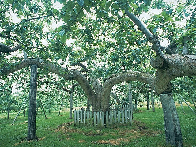 日本最古のりんご樹