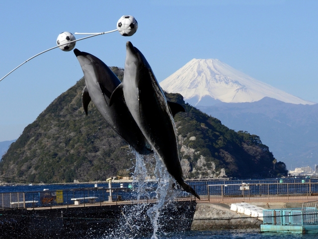 伊豆・三津シーパラダイスの画像 1枚目