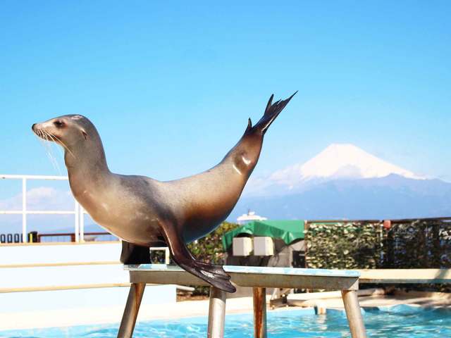 あわしまマリンパークの画像 1枚目