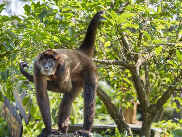 伊豆シャボテン動物公園