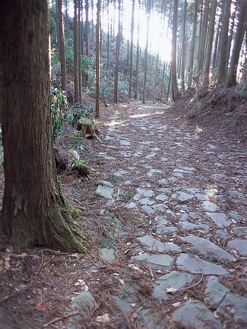 箱根旧街道石畳ハイキングの画像 4枚目