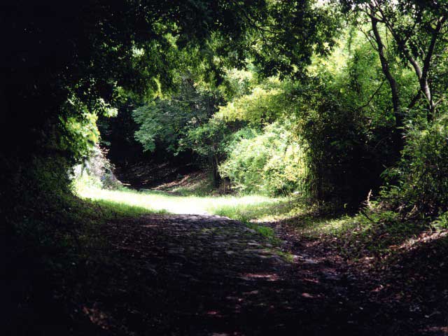 箱根旧街道石畳ハイキング