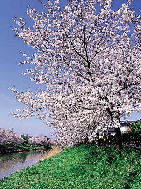 勝間田川沿いの桜