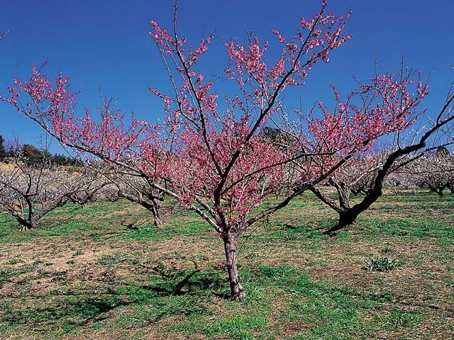 豊岡梅園の画像 2枚目
