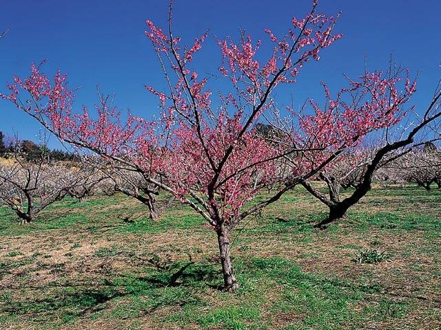 豊岡梅園の画像 2枚目