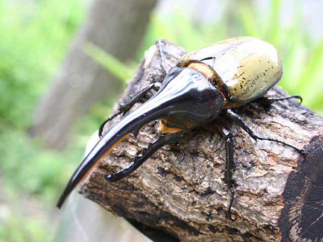 磐田市竜洋昆虫自然観察公園