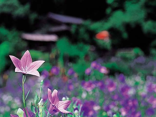 鹿苑山香勝寺のキキョウ