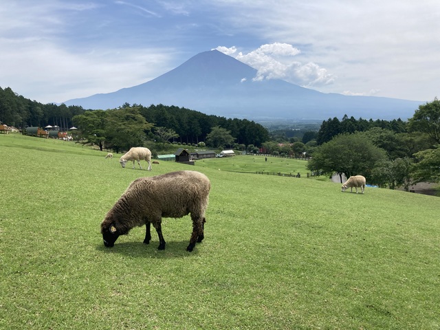 富士山麓朝霧高原 まかいの牧場の画像 1枚目