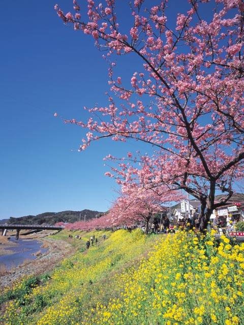 みなみの桜と菜の花まつりの画像 3枚目