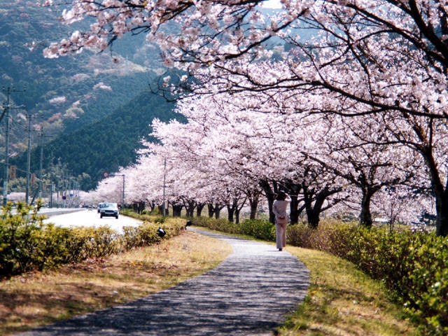 松崎町の桜の画像 4枚目