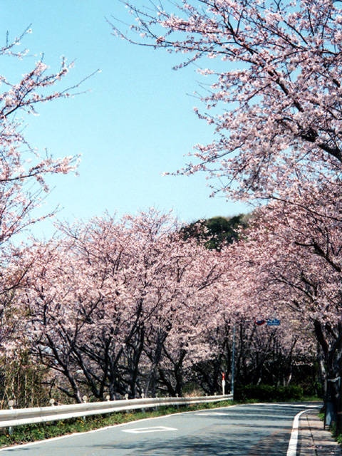 松崎町の桜の画像 2枚目
