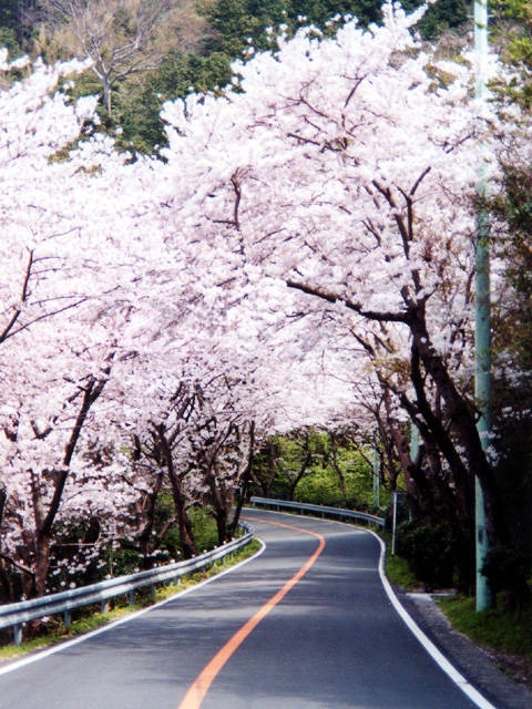 松崎町の桜の画像 3枚目