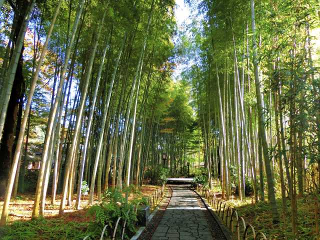 竹林の小径の画像 1枚目