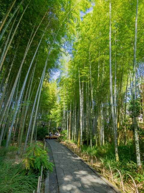 竹林の小径の画像 2枚目