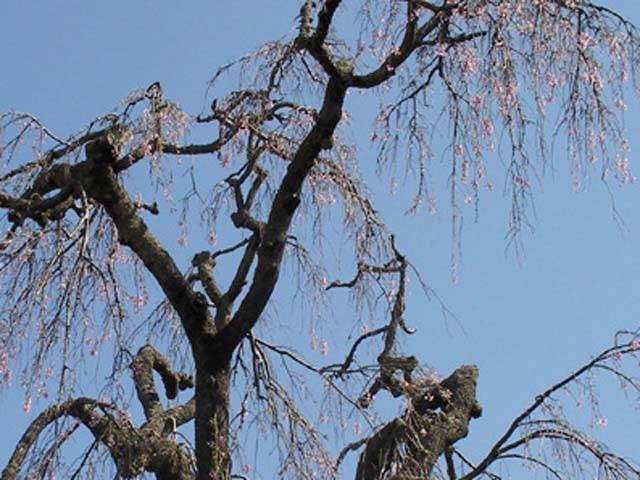 法泉寺のしだれ桜