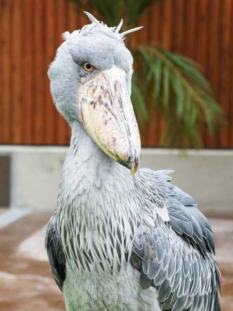 掛川花鳥園