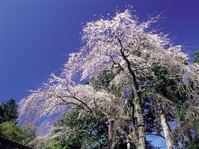 報本寺のしだれ桜の画像 1枚目