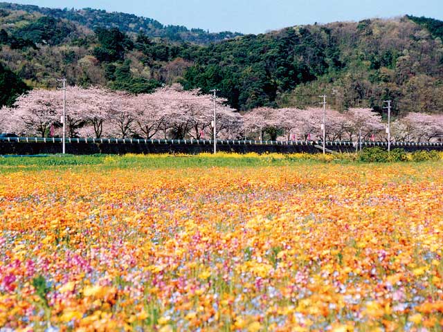 田んぼをつかった花畑の画像 1枚目