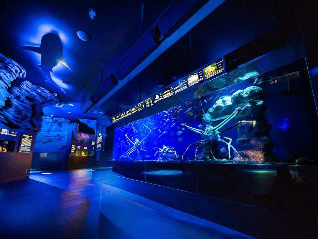 沼津港深海水族館 シーラカンス・ミュージアム