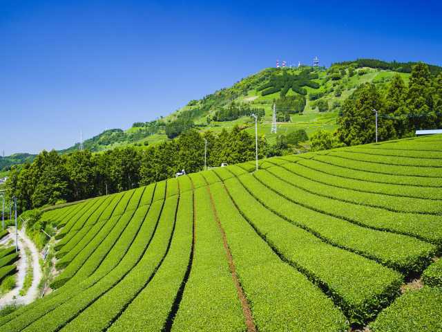 粟ヶ岳世界農業遺産茶草場テラスの画像 3枚目