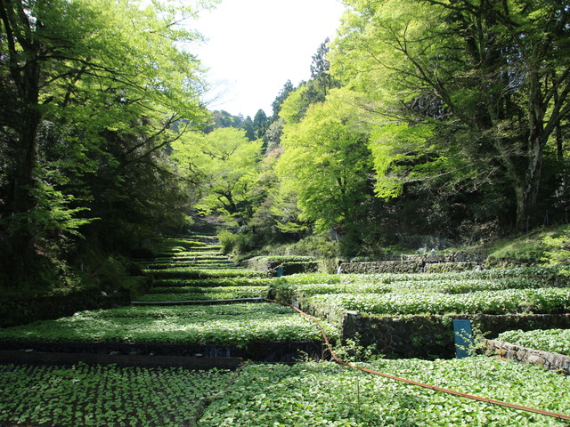 伊豆わさビジターセンターの画像 1枚目