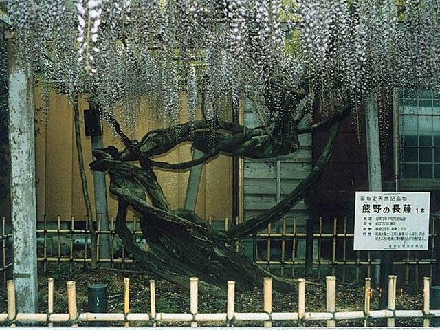 行興寺の藤