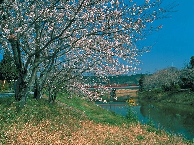 勝間田川沿いの桜の画像 3枚目