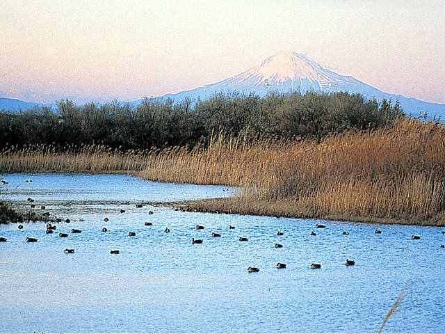 大井川河口野鳥園