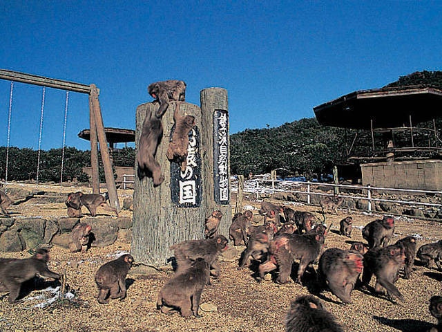 小豆島銚子渓 自然動物園 お猿の国の画像 1枚目