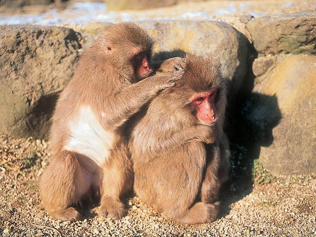 小豆島銚子渓 自然動物園 お猿の国の画像 2枚目