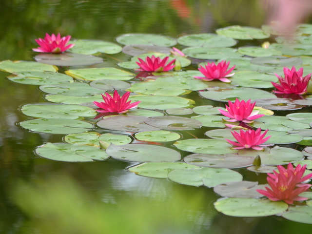 北川村「モネの庭」マルモッタンの画像 3枚目