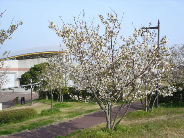 吉川町桜づつみ公園