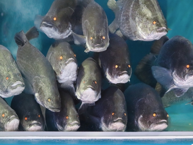 桂浜水族館の画像 3枚目
