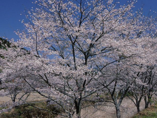 大坂の桜並木の画像 1枚目