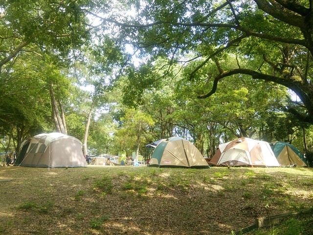 高知県立 土佐西南大規模公園 入野松原キャンプ場の画像 1枚目