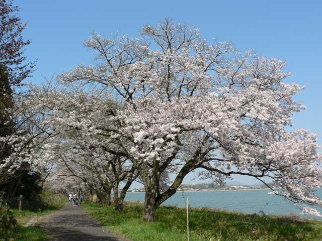 湖山池青島公園の桜